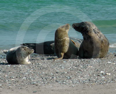 Robben/Seehunde
